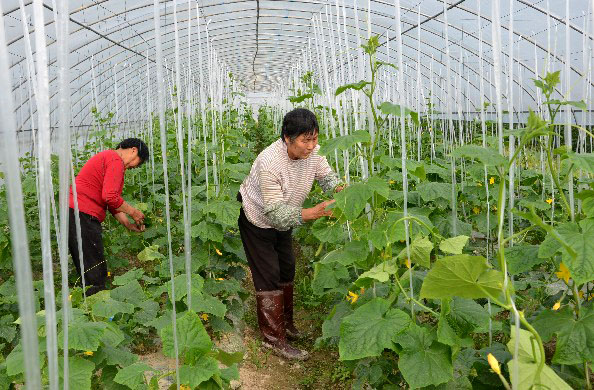 重慶梁平：早市黃瓜效益高