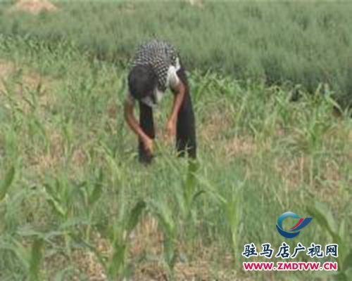 平輿：掀起夏苗田間管理高潮