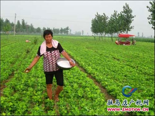 正陽：好雨知時(shí)節(jié) 秋田潤甘霖