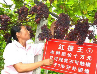 湖北宜昌現(xiàn)天價(jià)紅提 一株紅提樹(shù)起價(jià)10萬(wàn)拍賣(mài)