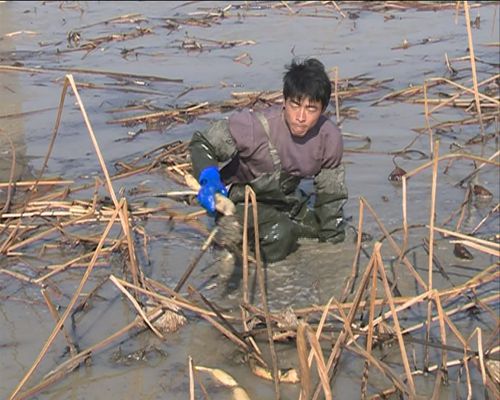 初冬采藕人