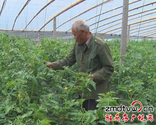 汝南縣：加強反季節(jié)蔬菜管理，提升蔬菜優(yōu)質(zhì)品質(zhì)