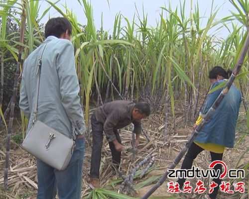  汝南縣：“甜蜜”經(jīng)濟勢頭強  農(nóng)民增收干勁足