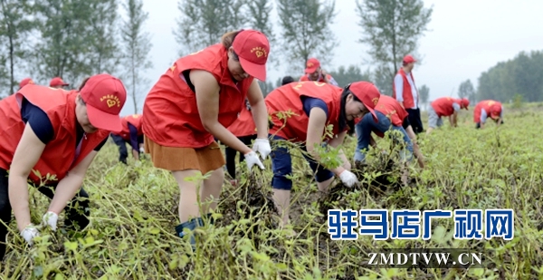 呂河鄉(xiāng)志愿者幫助貧困戶(hù)搶收花生.jpg