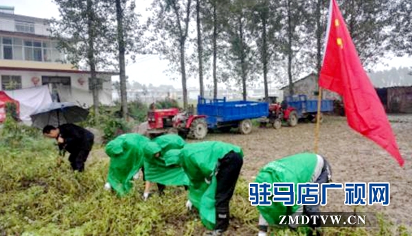 圖為9月27日，正陽(yáng)縣郵政分公司黨員志愿者正在冒雨幫助汪莊村的貧困戶(hù)拔花生 (1)_副本.jpg