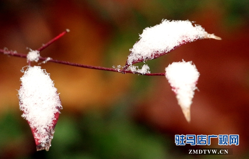 雪后的黃淮學院小景