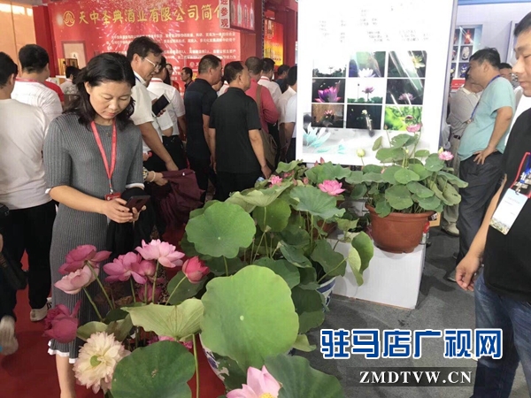 汝南展廳盆栽荷花首次亮相展會(huì)惹人愛(ài)