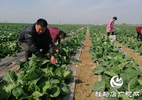 200畝有機(jī)花菜滯銷 菜農(nóng)王松濤急盼銷路