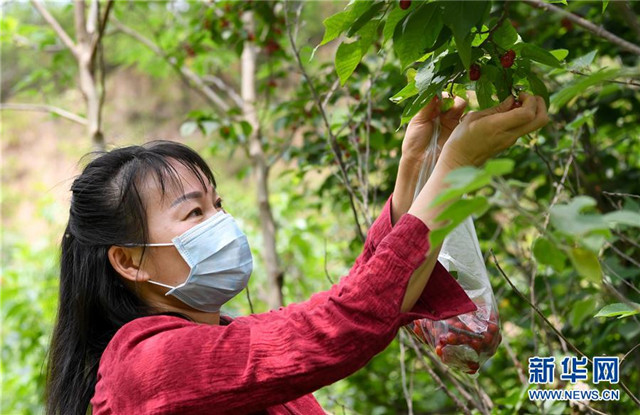 河南鄭州：櫻桃紅遍櫻桃溝