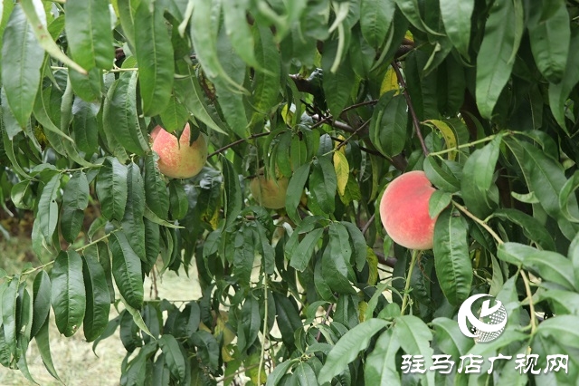 泌陽縣易齊發(fā)種植專業(yè)合作社帶領(lǐng)鄉(xiāng)親“一起發(fā)”