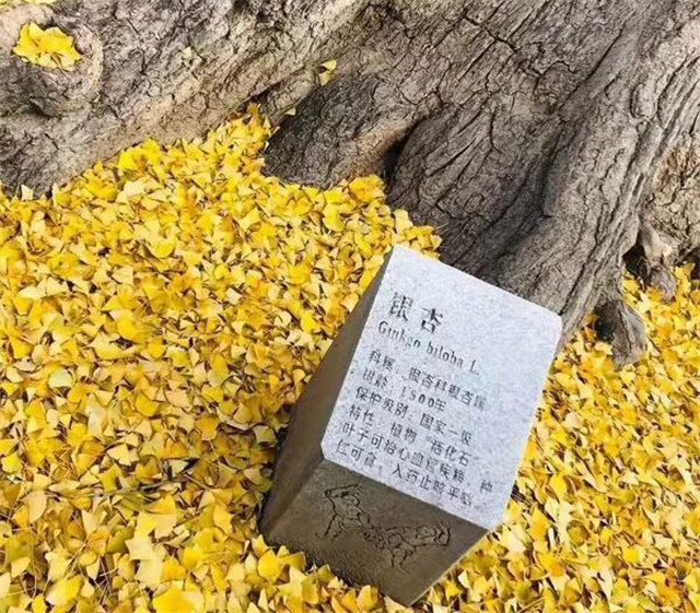 “古剎秋景惹人醉，金色滿園迎賓朋”——嵩山少林寺千年銀杏已到了一年之中最美時(shí)節(jié)！