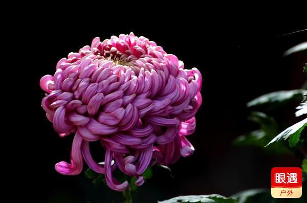 【眼遇最美秋菊】不是花中偏愛菊 此花開盡更無花