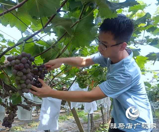 禾綠葡萄成熟“惹人醉” 清華學子體驗“采摘樂”