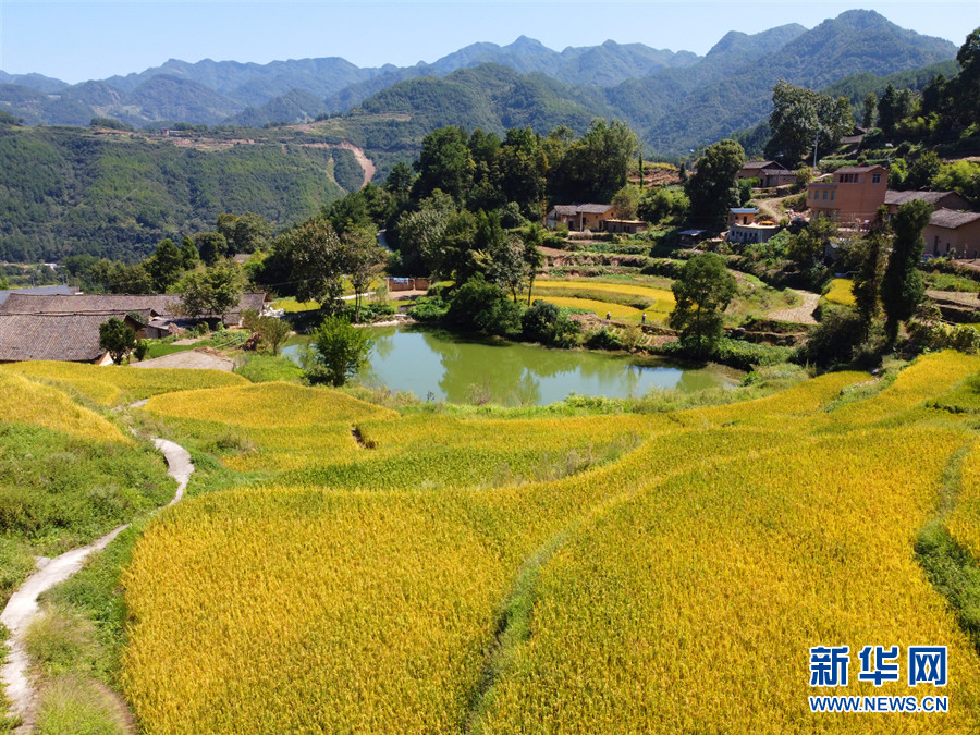 走進鄉(xiāng)村看小康丨湖北巴東牛洞坪村：層層梯田遍地金 稻谷豐收美如畫