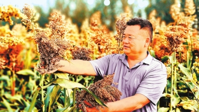 奮進(jìn)新征程 建功新時(shí)代丨收獲，在希望的田野上