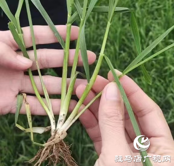 駐馬店市農(nóng)技植保站：加強(qiáng)小麥田間管理 確保小麥壯苗安全越冬