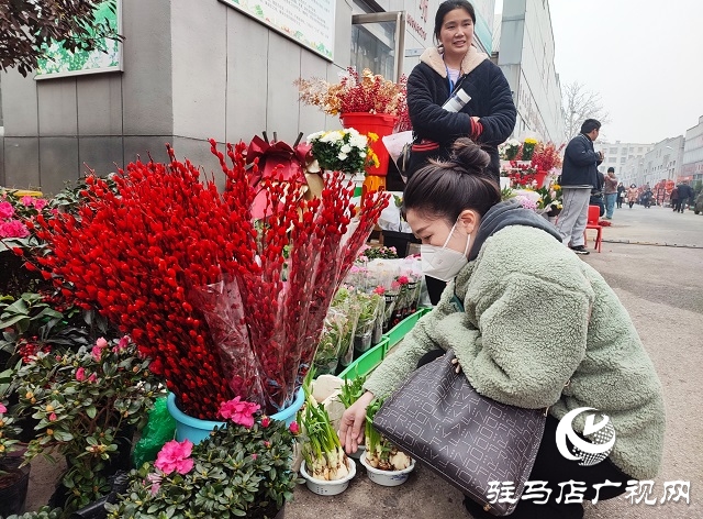 新春走基層丨 駐馬店：花卉市場年味濃 姹紫嫣紅迎新年