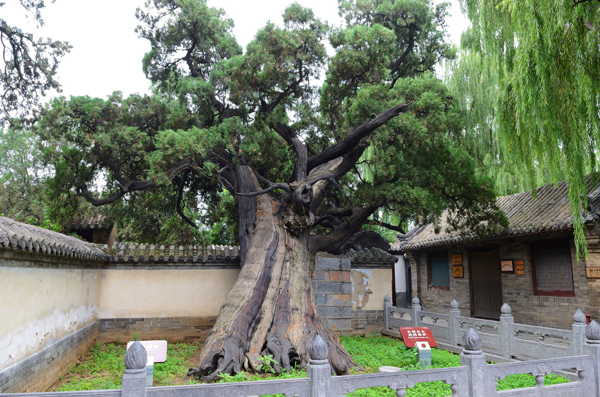 植樹節(jié)丨守護(hù)從歷史中走來的綠蔭 河南“樹醫(yī)”助力古樹名木“延壽回春”