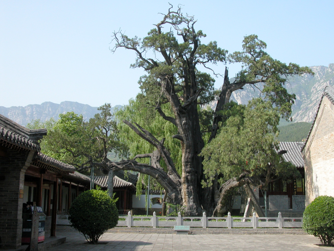 植樹節(jié)丨守護(hù)從歷史中走來的綠蔭 河南“樹醫(yī)”助力古樹名木“延壽回春”