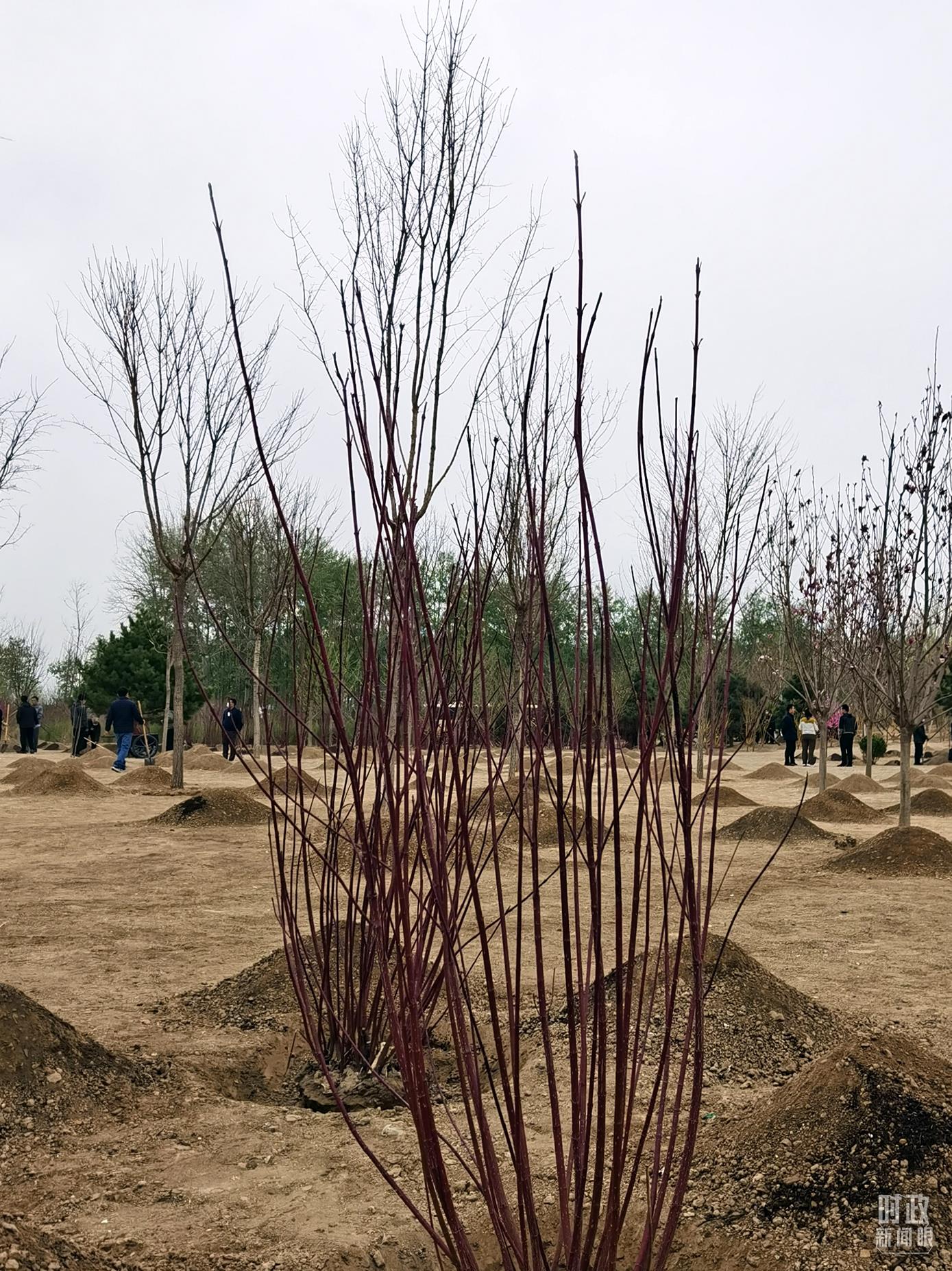 時政新聞眼丨在今年首都義務(wù)植樹現(xiàn)場，習(xí)近平這三句話飽含深意