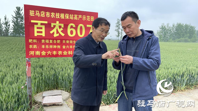 農機專家提醒：小麥赤霉病防治刻不容緩  雨后二次施藥十分必要