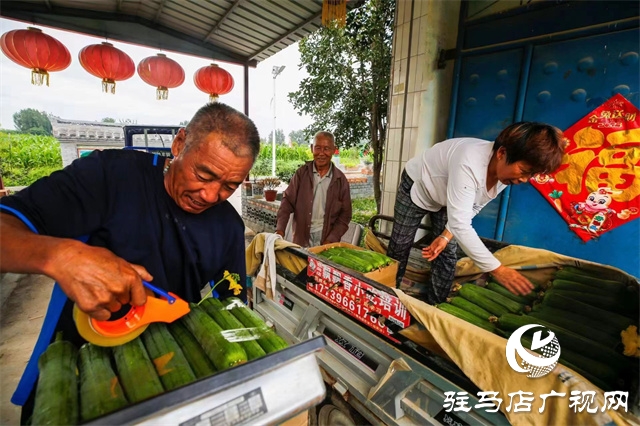 駐馬店市驛城區(qū)：絲瓜經(jīng)濟好“錢景”