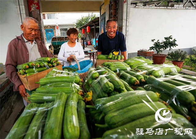 駐馬店市驛城區(qū)：絲瓜經(jīng)濟好“錢景”