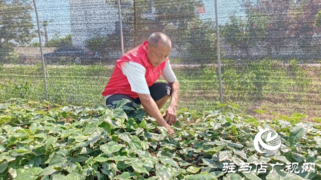 平輿：乘借“中國藥谷”建設東風 拓寬農(nóng)民增收致富路