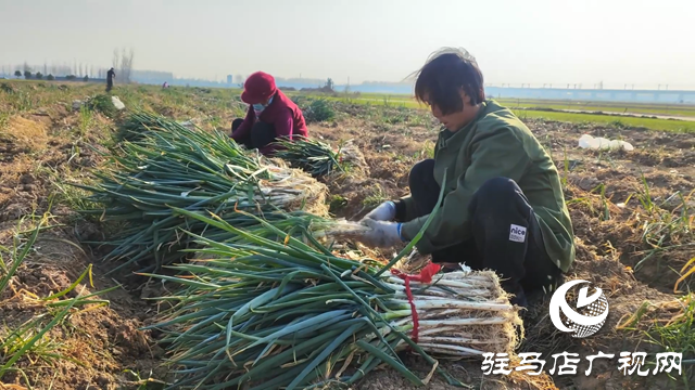 西平縣：菜農(nóng)大蔥上市 融媒記者助銷