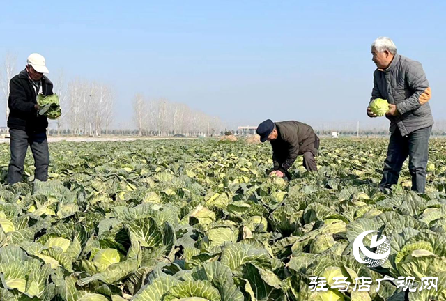 上蔡縣20畝甘藍喜獲豐收 需要快來訂購