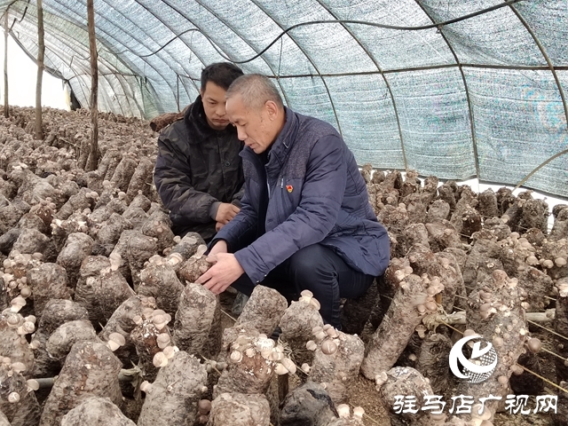 泌陽縣銅山鄉(xiāng)：特色種植讓“荒山”變致富“寶地”