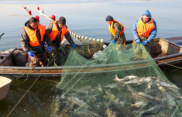 新春走基層||泌陽(yáng)縣：宋家場(chǎng)水庫(kù)魚滿倉(cāng) 好運(yùn)“鰱鰱”冬捕忙