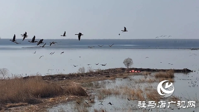 寒冬，他們在宿鴨湖濕地守護候鳥