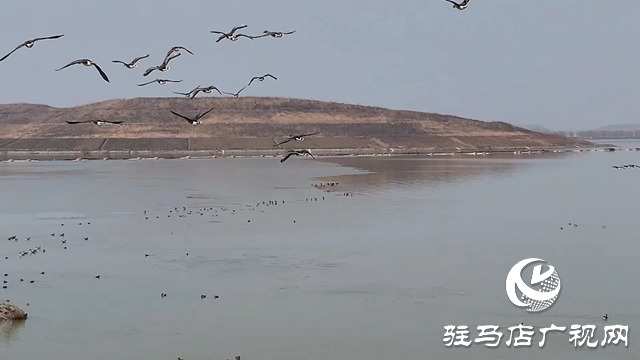 寒冬，他們在宿鴨湖濕地守護候鳥