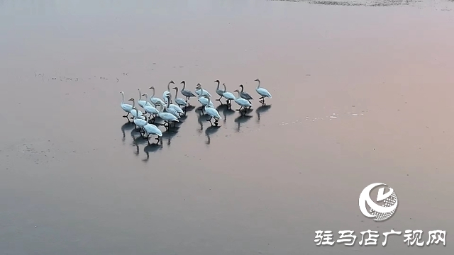 寒冬，他們在宿鴨湖濕地守護候鳥