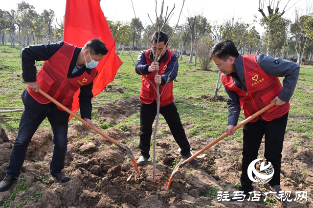 駐馬店高新區(qū)投資公司開(kāi)展植樹造林志愿服務(wù)活動(dòng)