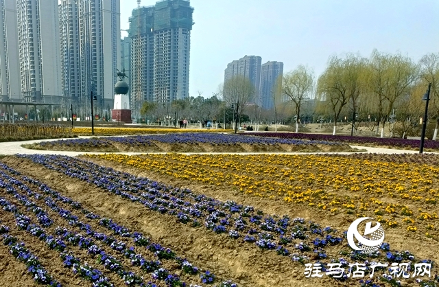 蝴蝶花開繪春色