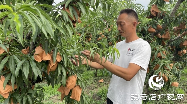 遂平縣石寨鋪鎮(zhèn)郭莊冬桃：汛期精細(xì)管護 金秋豐收在望