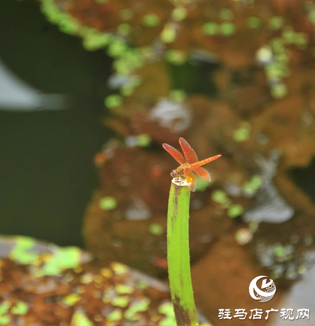 荷花盛開 美在當“夏”