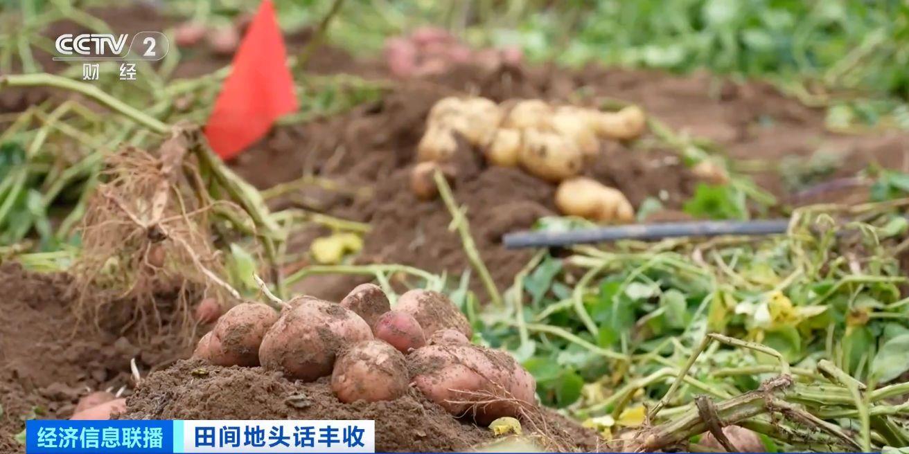 航空育種土豆即將收獲 探訪最新生長情況→