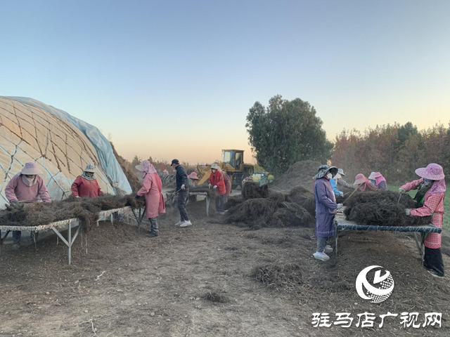 汝南縣和孝鎮(zhèn)：中藥材種出好“錢”景