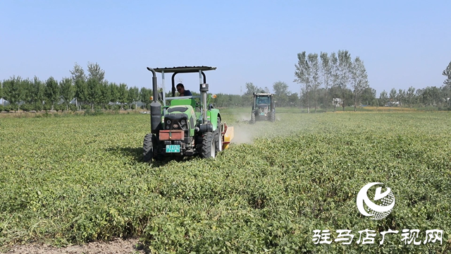 正陽(yáng)縣：160萬(wàn)畝花生陸續(xù)收獲