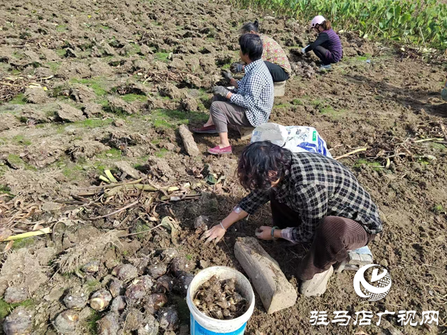 泌陽縣春水鎮(zhèn)數(shù)百畝水芋迎來豐收