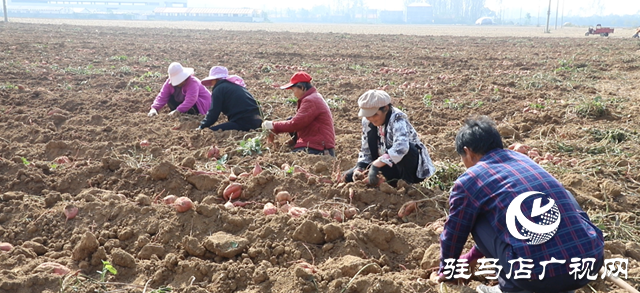 確山縣：紅薯喜豐收，田間收獲忙