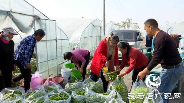 正陽(yáng)縣王勿橋鄉(xiāng)新豐村：初冬辣椒“搶鮮”上市 菜農(nóng)增收采摘忙