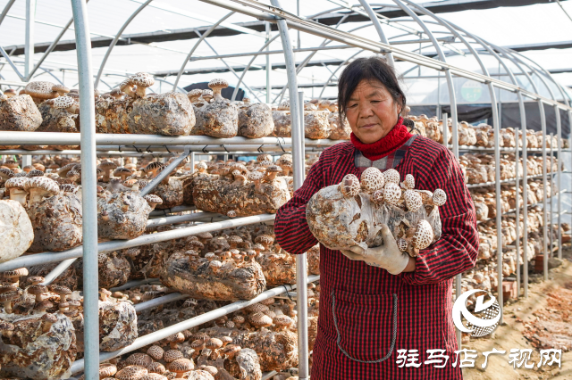 泌陽縣：推動食用菌產(chǎn)業(yè)高質(zhì)量發(fā)展