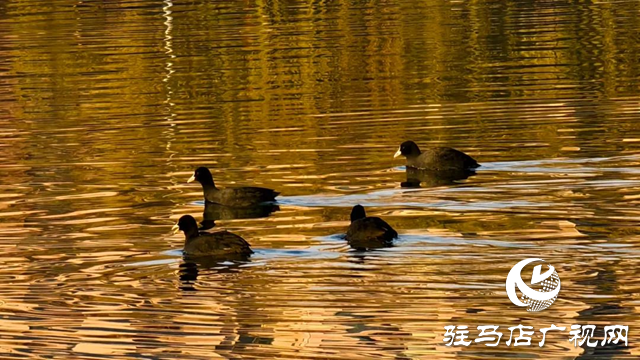 泌陽(yáng)縣南河公園：冬日余暉繪就詩(shī)意長(zhǎng)卷