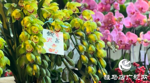 新春佳節(jié)即將到來，綠植花卉成為節(jié)日新寵