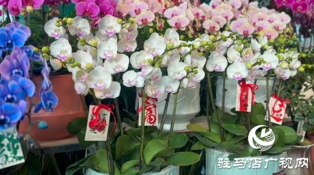 新春佳節(jié)即將到來，綠植花卉成為節(jié)日新寵