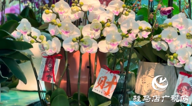 新春佳節(jié)即將到來，綠植花卉成為節(jié)日新寵